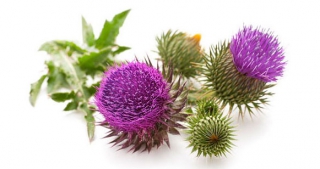 Milk Thistle the miracle cleanser